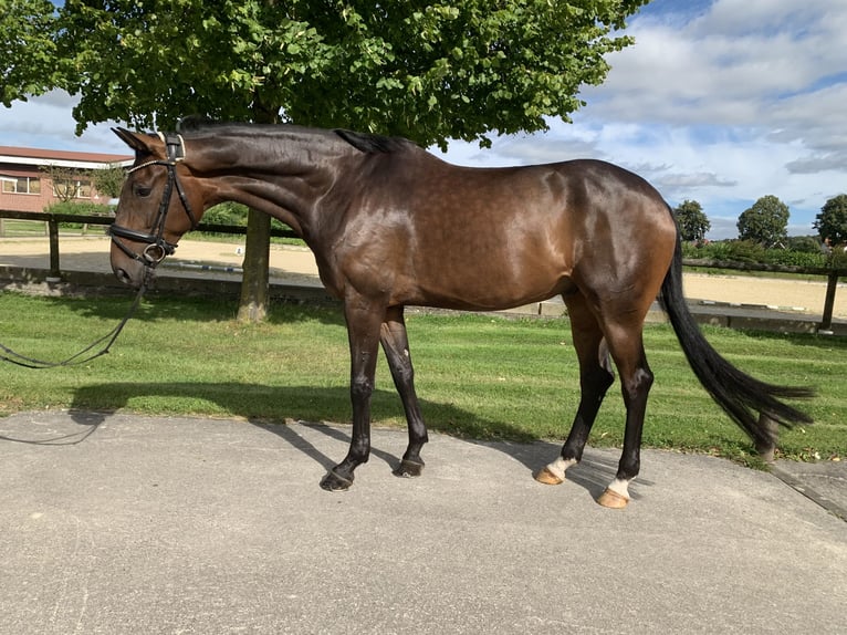 Oldenburg Gelding 6 years 17 hh Bay-Dark in Rosendahl