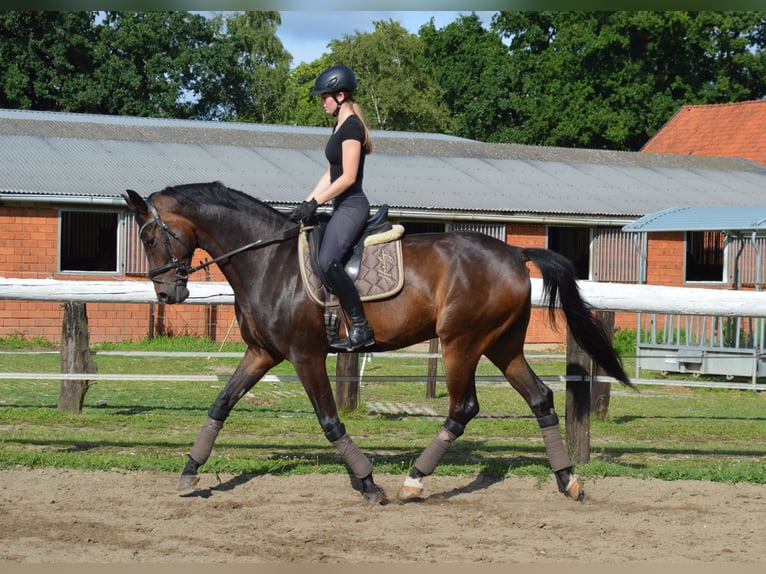 Oldenburg Gelding 6 years 17 hh Bay-Dark in Bassum