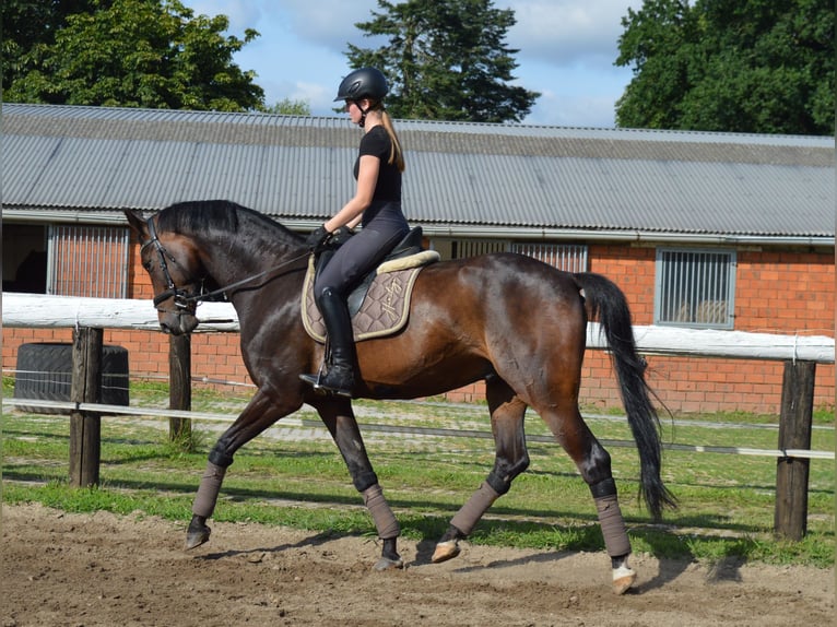 Oldenburg Gelding 6 years 17 hh Bay-Dark in Bassum