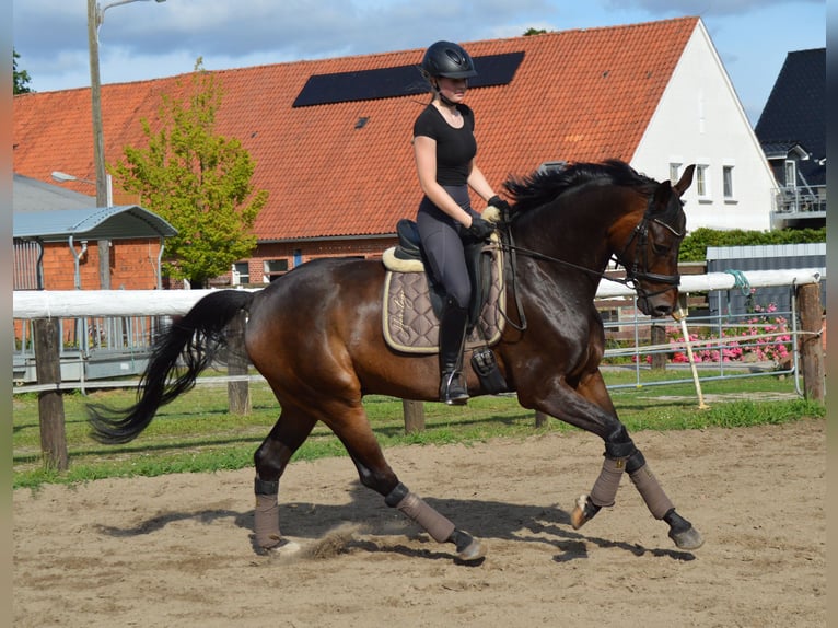 Oldenburg Gelding 6 years 17 hh Bay-Dark in Bassum