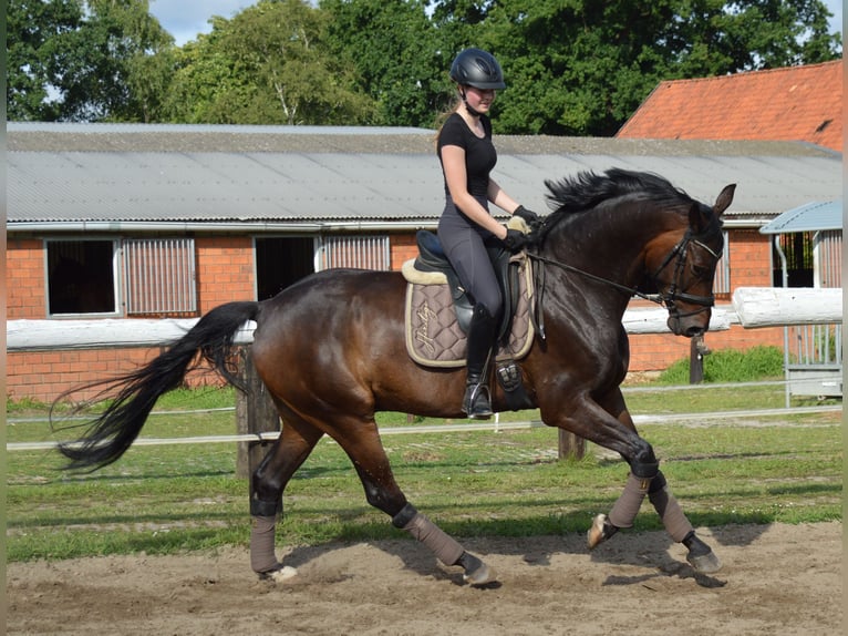 Oldenburg Gelding 6 years 17 hh Bay-Dark in Bassum