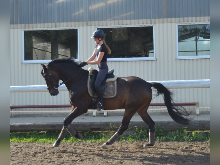 Oldenburg Gelding 6 years 17 hh Bay-Dark in Bassum