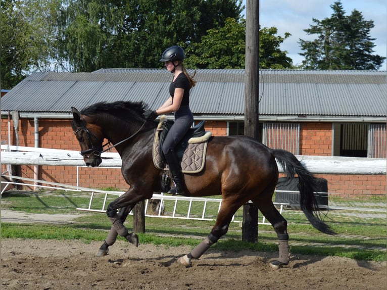 Oldenburg Gelding 6 years 17 hh Bay-Dark in Bassum
