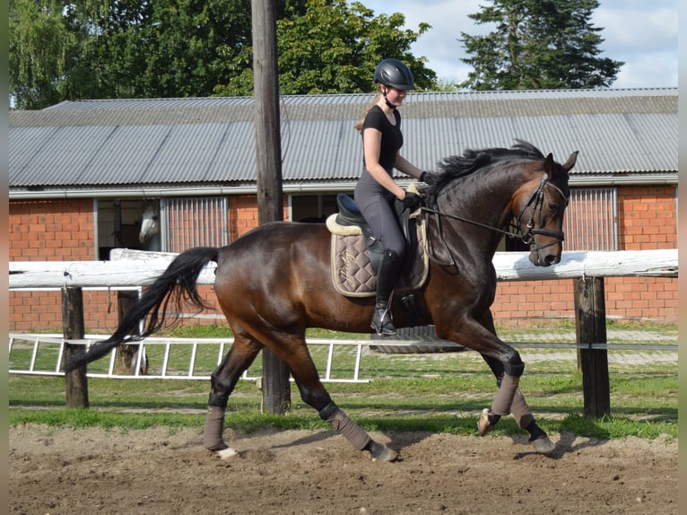 Oldenburg Gelding 6 years 17 hh Bay-Dark in Bassum