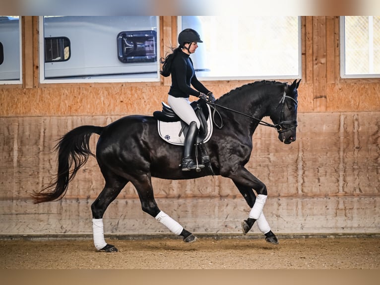 Oldenburg Gelding 6 years 17 hh Black in Gossau ZH
