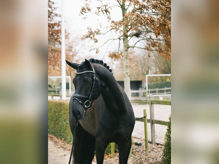 Oldenburg Gelding 6 years 17 hh Black in Zaffelare