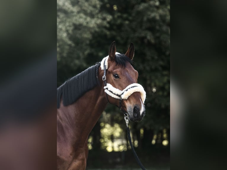 Oldenburg Gelding 6 years 17 hh Brown in Ferlach