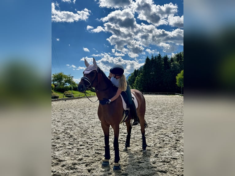 Oldenburg Gelding 6 years 17 hh Brown in Fritzens