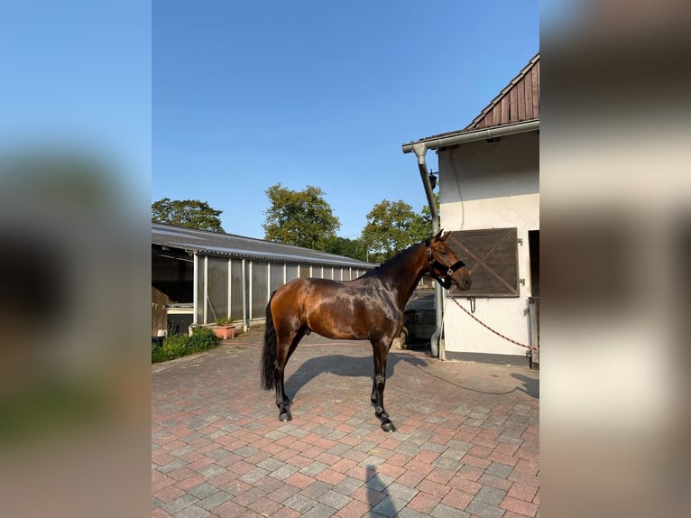 Oldenburg Gelding 6 years 17 hh Brown in Bergisch Gladbach