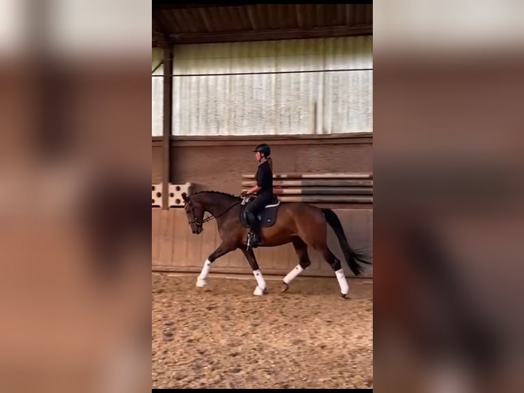 Oldenburg Gelding 6 years 17 hh Brown in Bergisch Gladbach