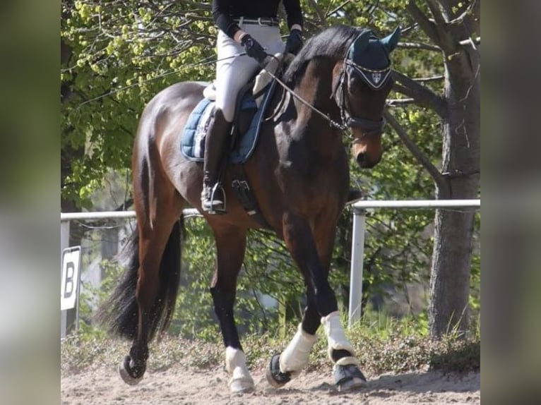 Oldenburg Gelding 6 years 17 hh Brown in Meerane