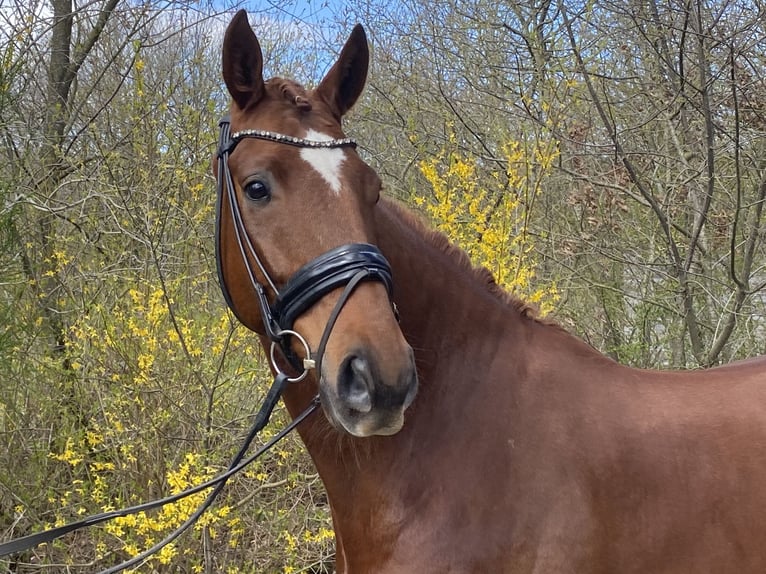 Oldenburg Gelding 6 years 17 hh Chestnut in Wietmarschen
