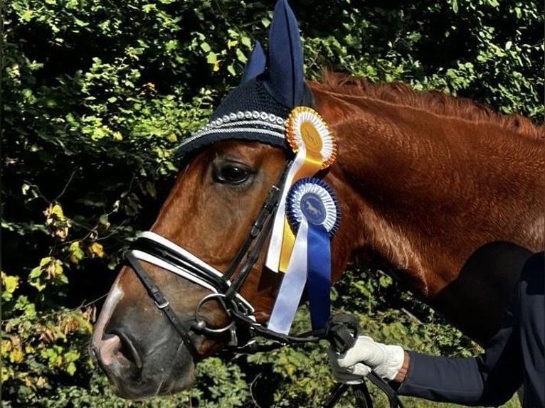 Oldenburg Gelding 6 years 17 hh Chestnut-Red in Gleichen