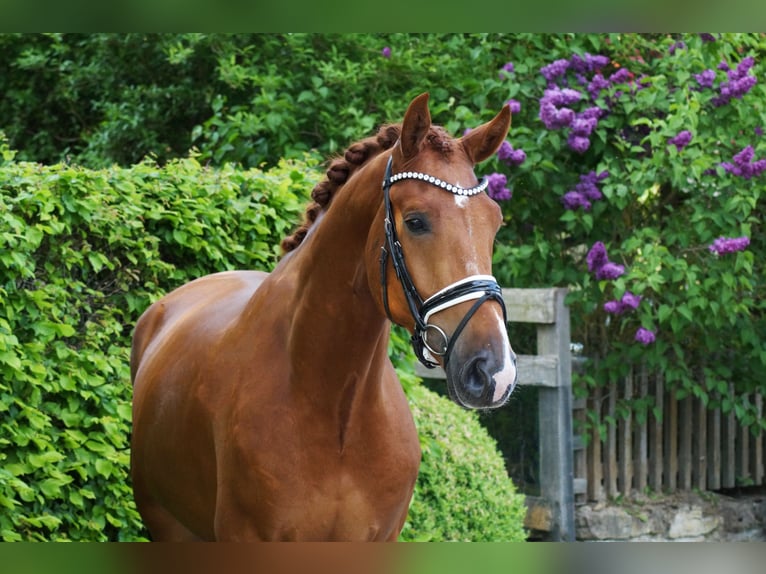 Oldenburg Gelding 6 years 17 hh Chestnut-Red in Gleichen