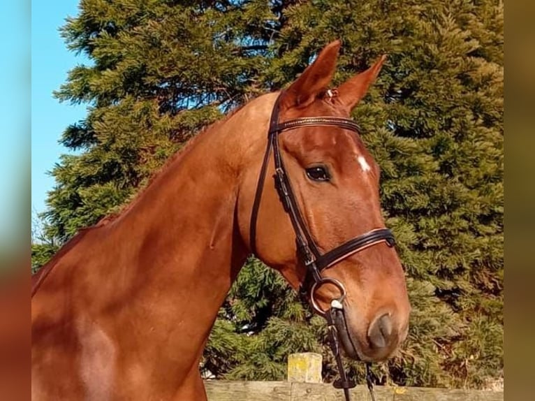 Oldenburg Gelding 6 years 17 hh Chestnut-Red in Michaelisbruch