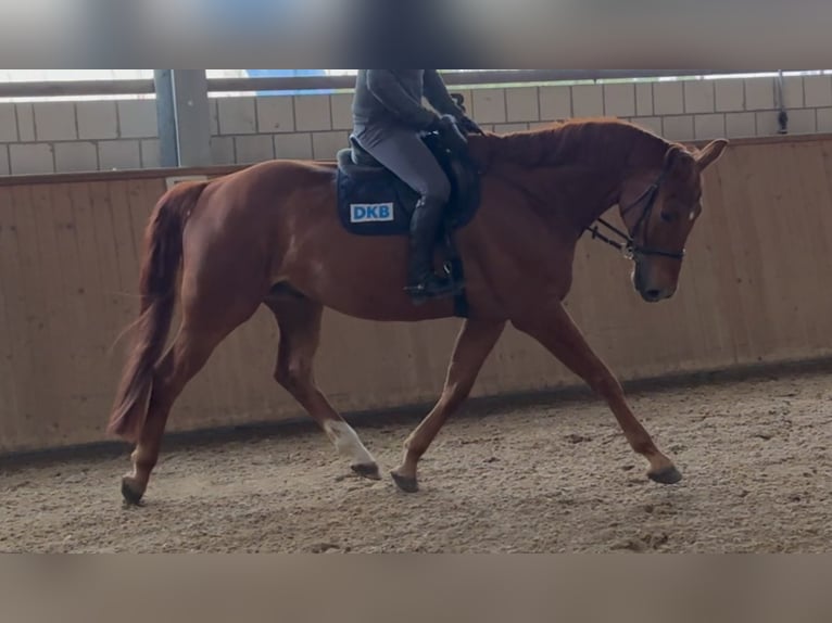 Oldenburg Gelding 6 years 17 hh Chestnut-Red in Michaelisbruch