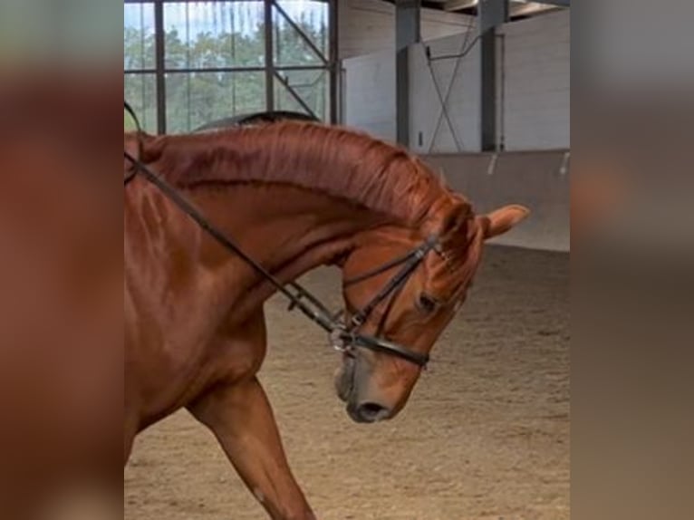 Oldenburg Gelding 6 years 17 hh Chestnut-Red in Michaelisbruch
