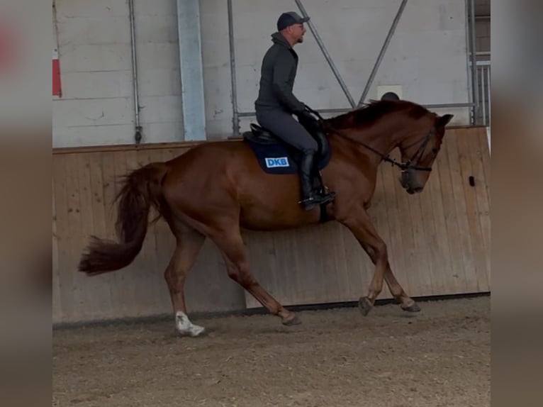 Oldenburg Gelding 6 years 17 hh Chestnut-Red in Michaelisbruch