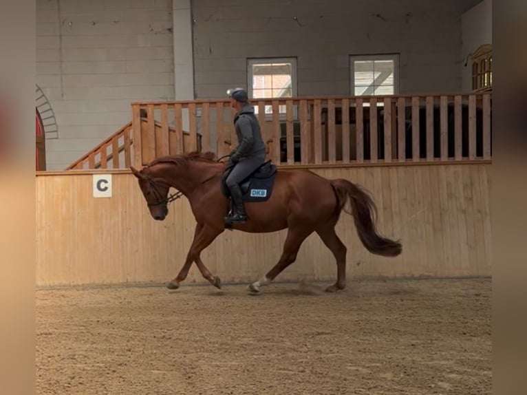 Oldenburg Gelding 6 years 17 hh Chestnut-Red in Michaelisbruch