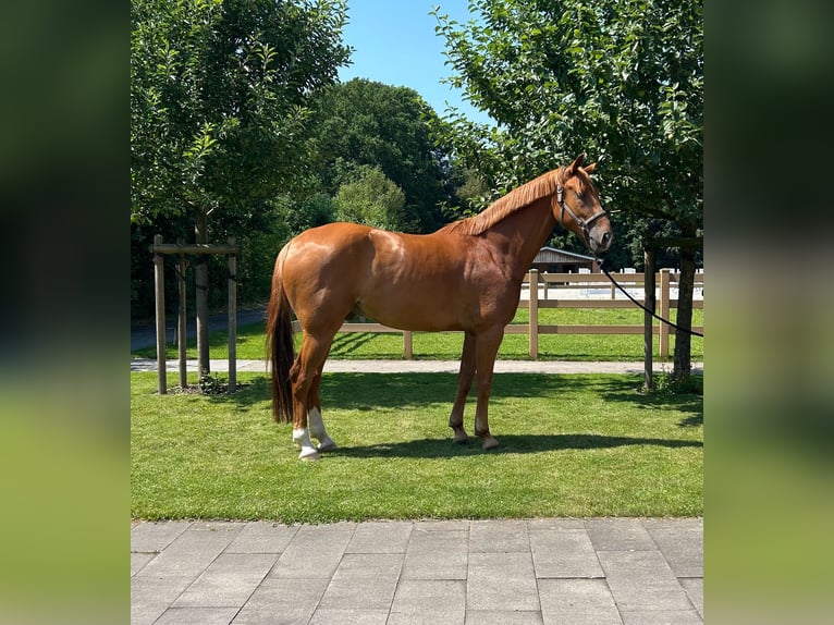Oldenburg Gelding 6 years 17 hh Chestnut-Red in Velen
