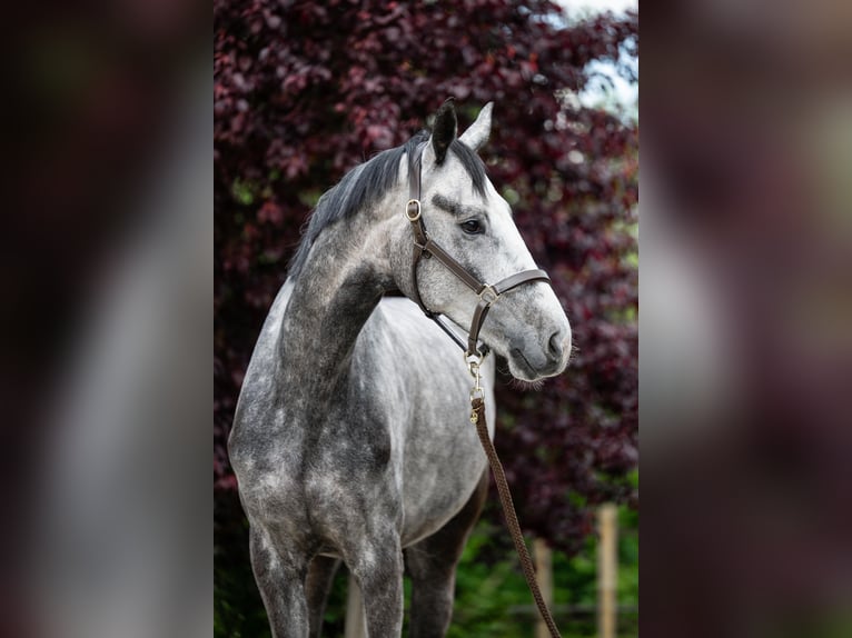 Oldenburg Gelding 6 years 17 hh Grey in Münster