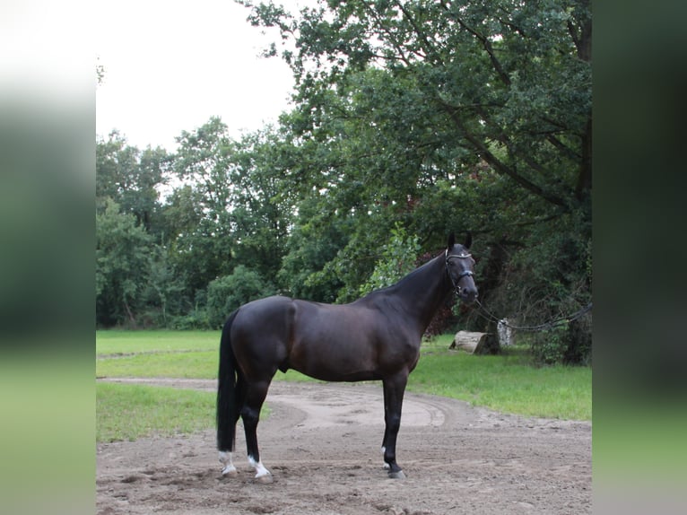 Oldenburg Gelding 6 years 17 hh Smoky-Black in Hannover