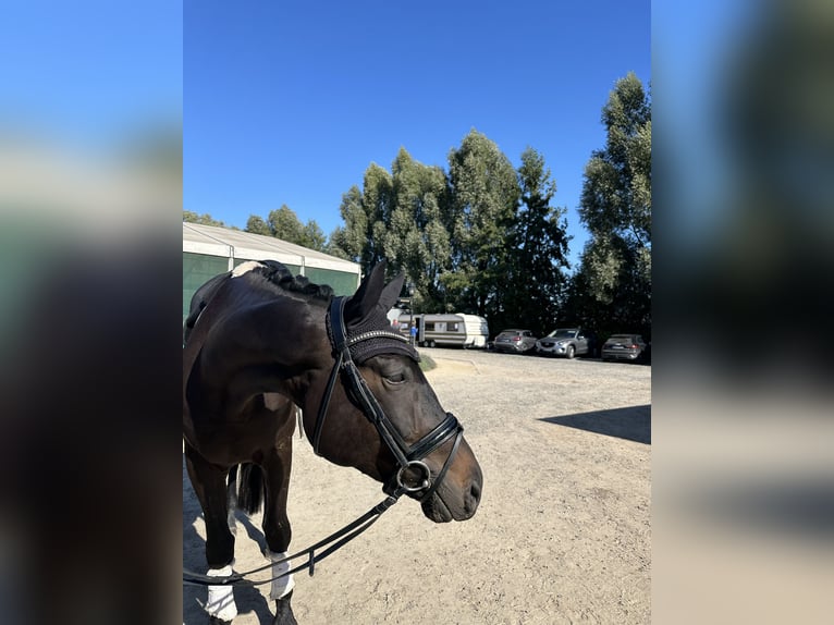 Oldenburg Gelding 6 years 17 hh Smoky-Black in Dallgow-Döberitz