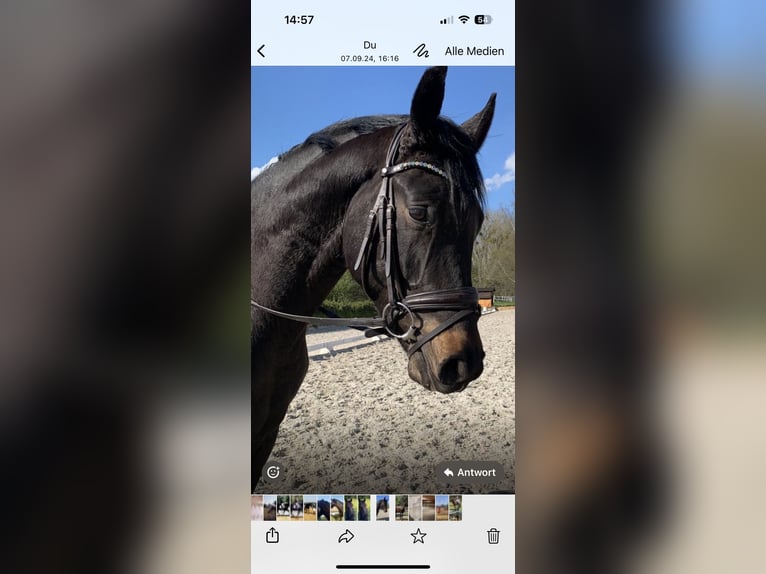 Oldenburg Gelding 6 years 17 hh Smoky-Black in Dallgow-Döberitz