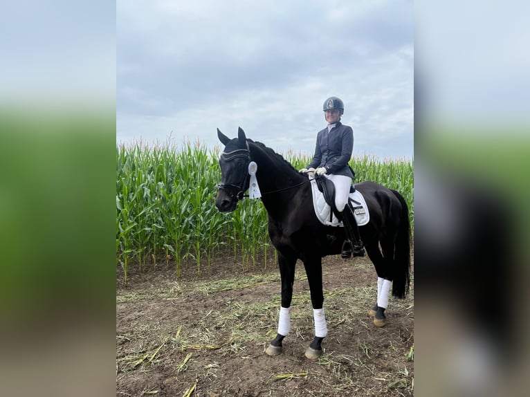 Oldenburg Gelding 6 years 17 hh Smoky-Black in Dallgow-Döberitz