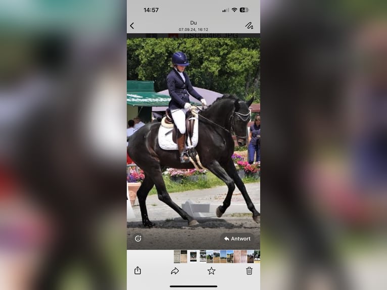 Oldenburg Gelding 6 years 17 hh Smoky-Black in Dallgow-Döberitz