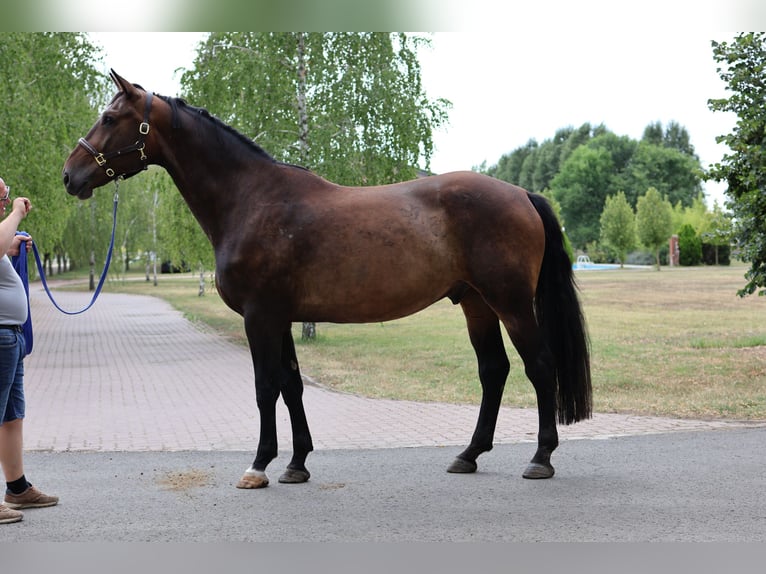 Oldenburg Gelding 6 years 17,1 hh Bay-Dark in GROTE-BROGEL