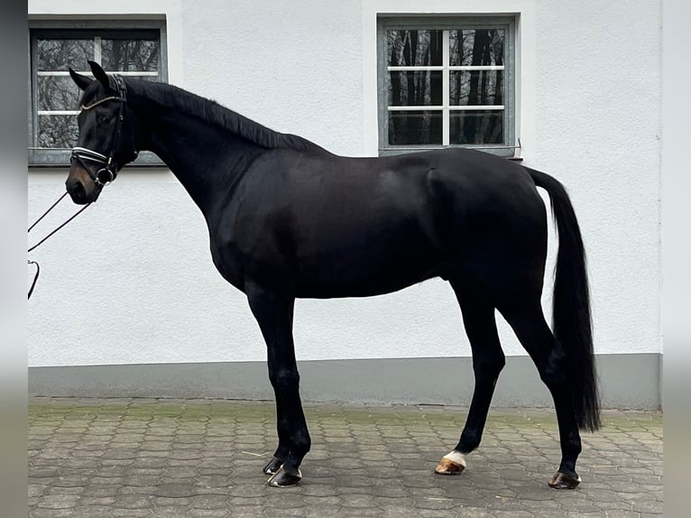 Oldenburg Gelding 6 years 17,1 hh Black in H&#xFC;nxe