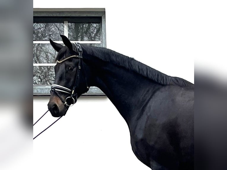 Oldenburg Gelding 6 years 17,1 hh Black in H&#xFC;nxe