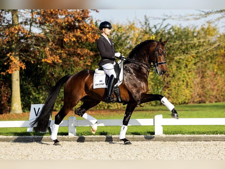 Oldenburg Gelding 6 years 17,1 hh Brown in Börrstadt