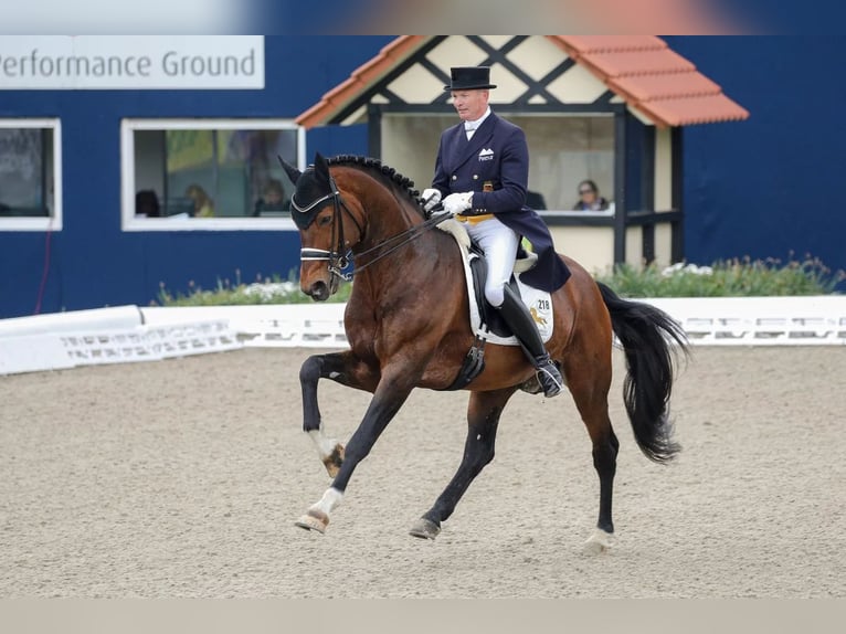 Oldenburg Gelding 6 years 17,1 hh Brown in Börrstadt