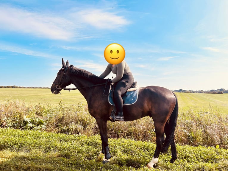 Oldenburg Gelding 6 years 17,1 hh Smoky-Black in Düsseldorf