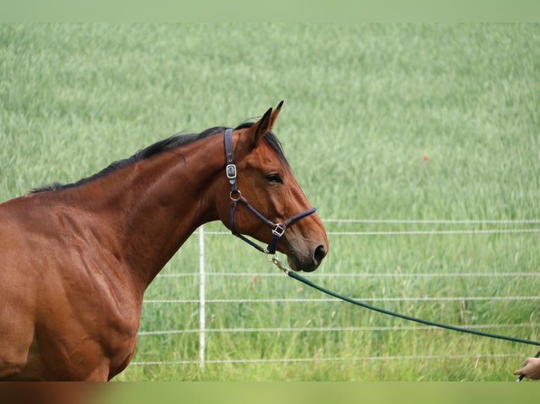 Oldenburg Gelding 6 years 17,3 hh Brown in Reichertshausen