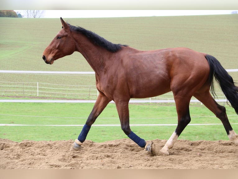 Oldenburg Gelding 6 years 17,3 hh Brown in Reichertshausen
