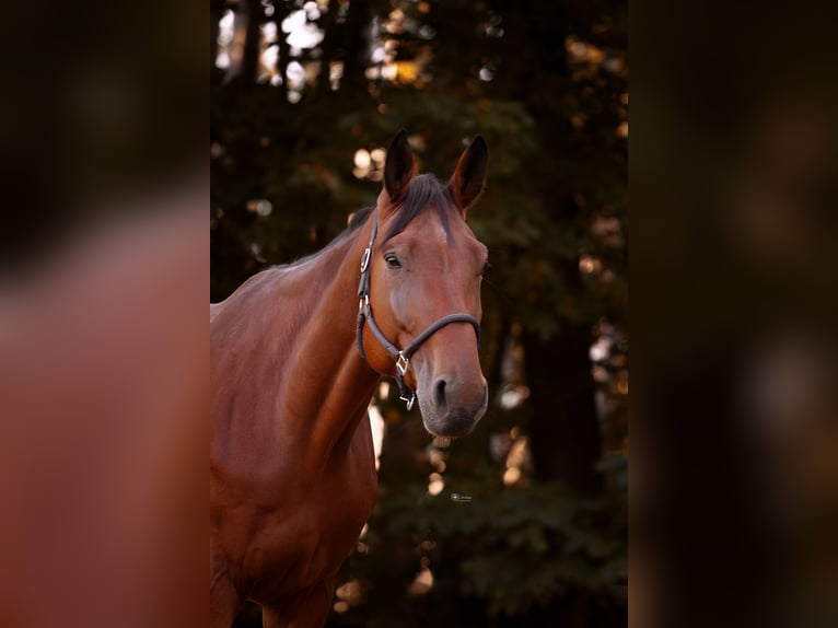 Oldenburg Gelding 6 years 17,3 hh Brown in Reichertshausen