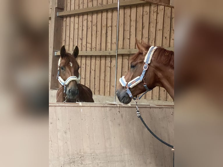 Oldenburg Gelding 6 years 17,3 hh Chestnut-Red in Barntrup