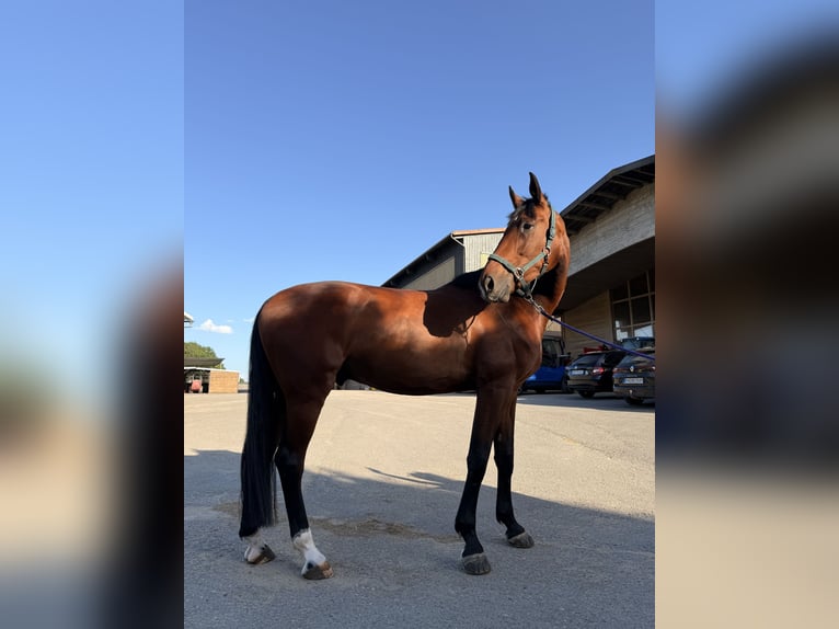 Oldenburg Gelding 6 years 18.1 hh Brown in Ravensburg