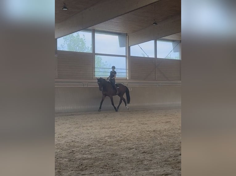 Oldenburg Gelding 6 years 18.1 hh Brown in Ravensburg