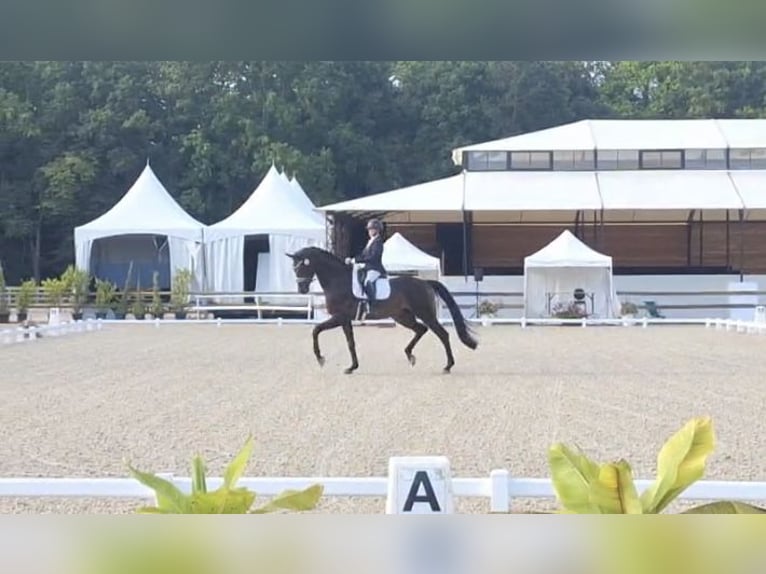 Oldenburg Gelding 6 years 18 hh Bay-Dark in Mönchengladbach