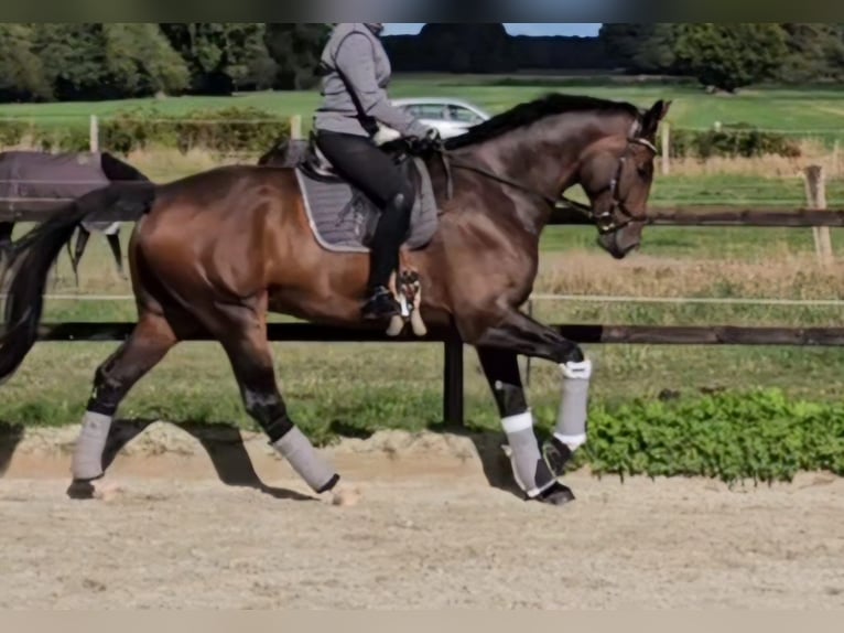 Oldenburg Gelding 6 years 18 hh Brown in Hamburg