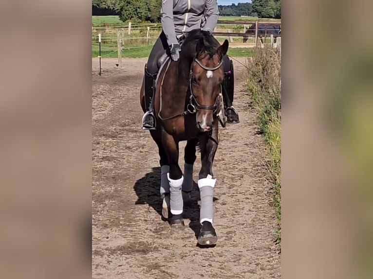 Oldenburg Gelding 6 years 18 hh Brown in Hamburg