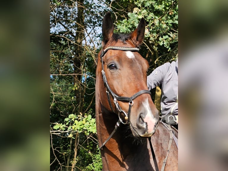 Oldenburg Gelding 6 years 18 hh Brown in Hamburg