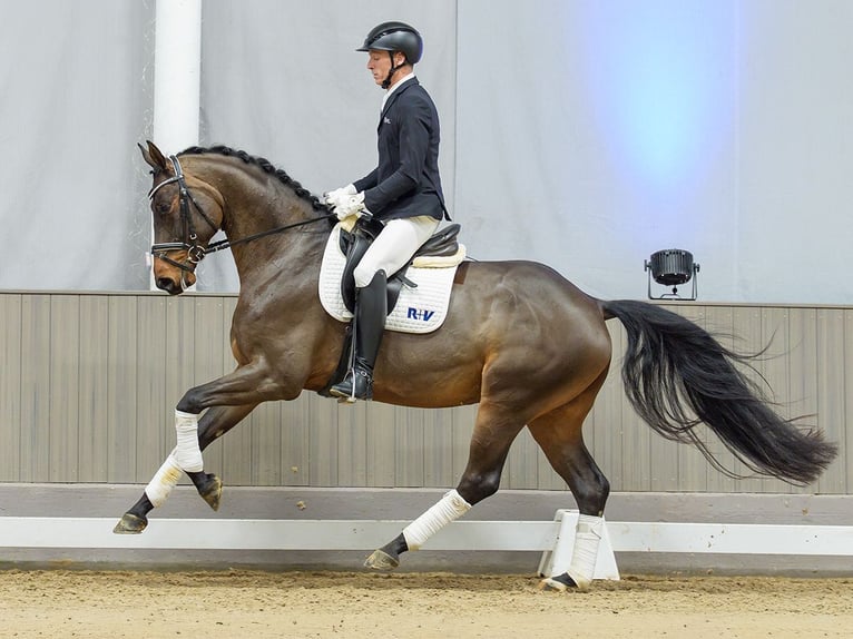 Oldenburg Gelding 6 years Brown in Münster-Handorf
