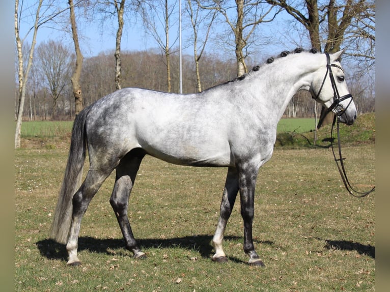 Oldenburg Gelding 7 years 15.2 hh Grey in Bergkamen