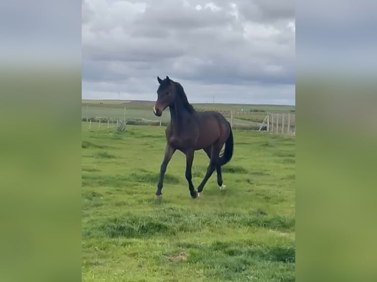 Oldenburg Gelding 7 years 16.1 hh Bay-Dark in Valladolid