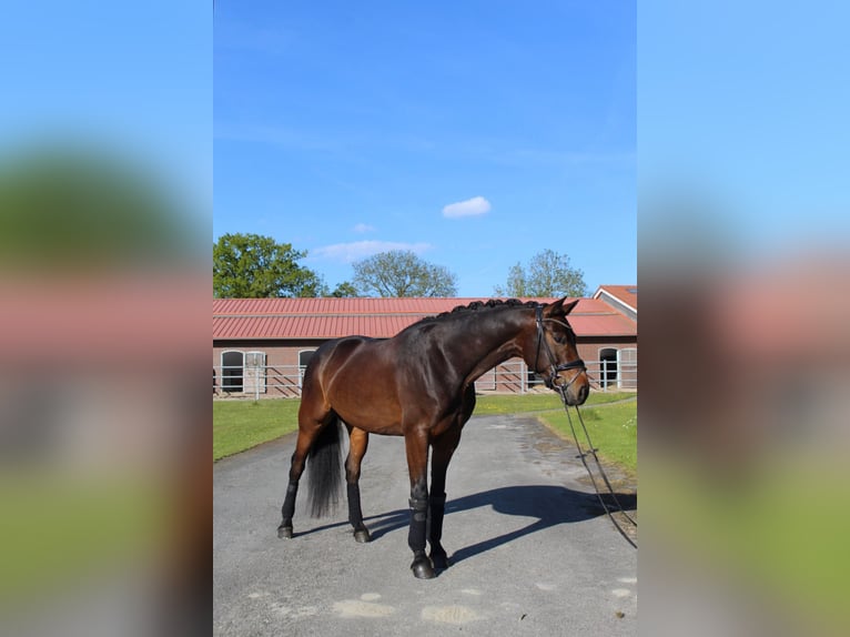 Oldenburg Gelding 7 years 16.1 hh Bay-Dark in Wilhelmshaven